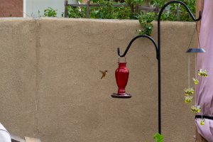 20200805HummingBirds009.jpg